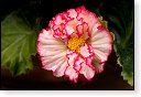 bloemen bloem hdr natuur flora roos rozen tulp tulpen orchidee orchideeen zonnebloem geranium cannabis marihuana wiet hennep sativa indica